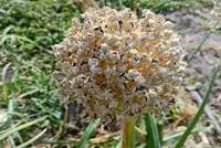 بذر خالص پیاز «مایان»؛ دستاورد جدید بذرونهال رضوی برای کشاورزی ایران